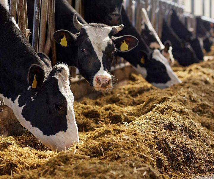 Offrez à vos animaux le meilleur en choisissant nos produits alimentaires de qualité !